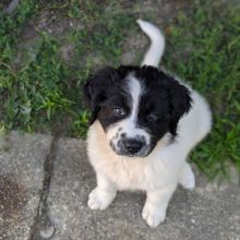 🟥🍁🟥 CKC 💖💕 Healthy Newfoundland Puppies Image eClassifieds4u 2