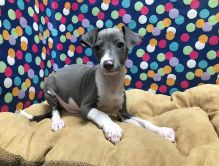 Italian greyhound puppies for sale'''' Image eClassifieds4U