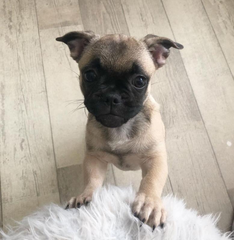 Pug Puppies Ready For Adoption Image eClassifieds4u