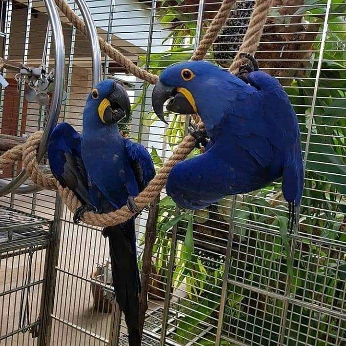 Sweet Hand Raised Hyacinth Macaw Parrots And Fertile Eggs Image eClassifieds4u