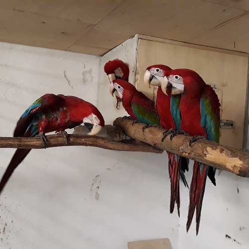 Talking Green Wing Macaw Parrots ,Experience Owner Only Image eClassifieds4u