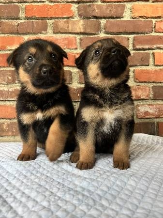 verica German shepherd puppies Image eClassifieds4u