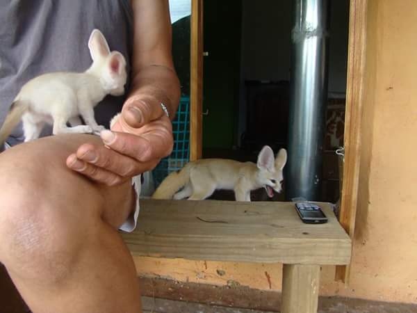 vitami 2 fennec fox available Image eClassifieds4u