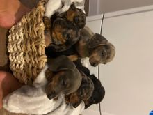 will Stunning Dachshund Puppies Image eClassifieds4u