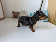 Cute lovely Male and Female Dachshund Puppies for adoption