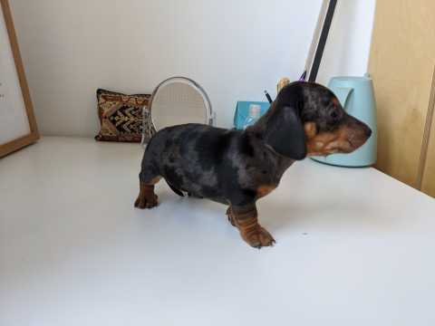 Cute lovely Male and Female Dachshund Puppies for adoption Image eClassifieds4u