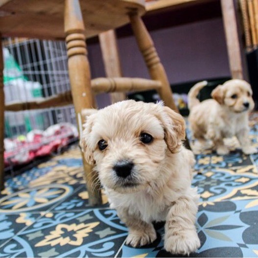 Fantastic bichon frise Puppies Male and Female for adoption Image eClassifieds4u