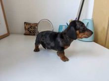 Cute lovely Male and Female Dachshund Puppies for adoption Image eClassifieds4u 1