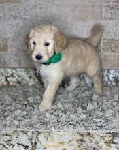 ADORABLE GOLDENDOODLE PUPPIES FOR SALE