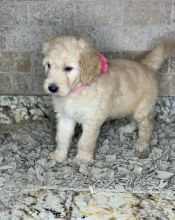 ADORABLE GOLDENDOODLE PUPPIES FOR SALE