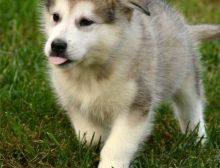 Excellence lovely Male and Female alaskan malamute Puppies for adoption
