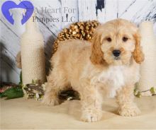 Excellence lovely Male and Female cavapoo Puppies for adoption