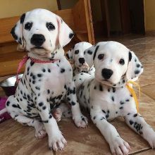 Fantastic dalmatain Puppies Male and Female for adoption
