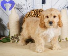 Perfect lovely Male and Female Cavapoo Puppies for adoption