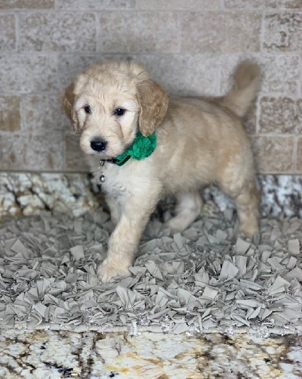 ADORABLE GOLDENDOODLE PUPPIES FOR SALE Image eClassifieds4u