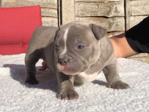 american bully puppies Male and female for adoption Image eClassifieds4u