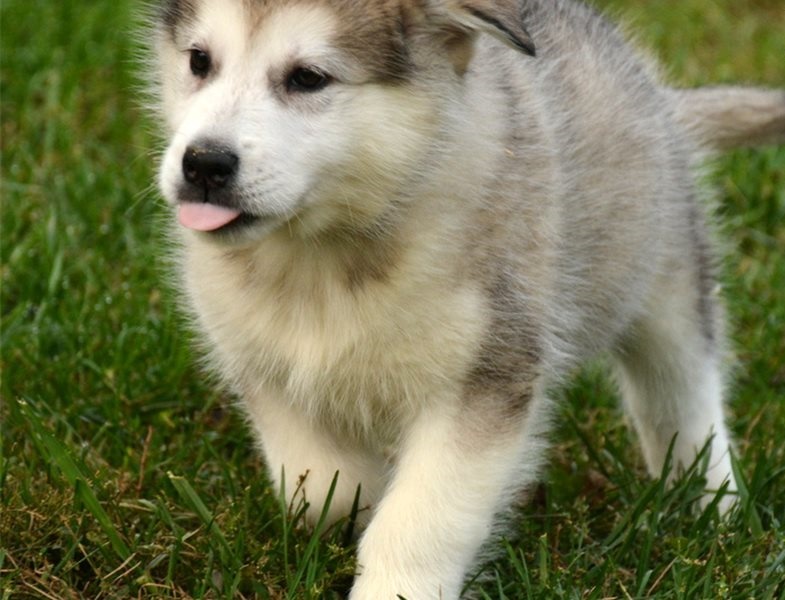 Excellence lovely Male and Female alaskan malamute Puppies for adoption Image eClassifieds4u