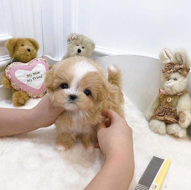 Excellence lovely Male and Female maltipoo Puppies for adoption Image eClassifieds4u