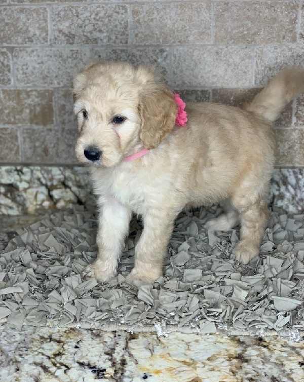 Goldendoodle puppies for sales Image eClassifieds4u