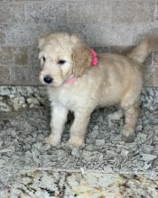 ADORABLE GOLDENDOODLE PUPPIES FOR SALE Image eClassifieds4u 2