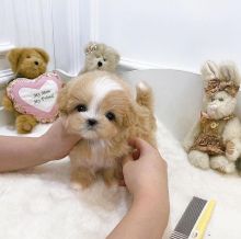 Maltipoo puppies male and female for adoption Image eClassifieds4u 1