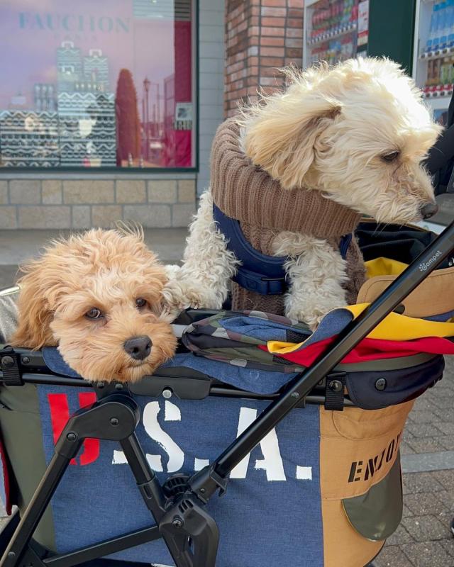 🟥🍁🟥 LOVELY COC.KAP.OO PUPPIES 🐶🐶 A GOOD HOME🟥🍁🟥 Image eClassifieds4u