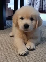 Healthy Golden Retriever Puppies For Adoption