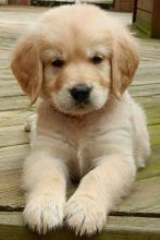 Healthy Golden Retriever Puppies For Adoption