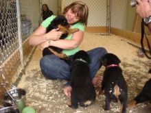 Healthy Rottweiler puppies for sale.