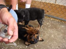 Healthy Rottweiler puppies for sale.