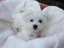 Maltese puppies available