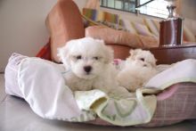 Maltese puppies available