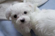 Maltese puppies available