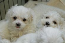 Maltese puppies available