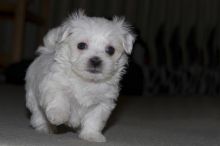 Maltese puppies available