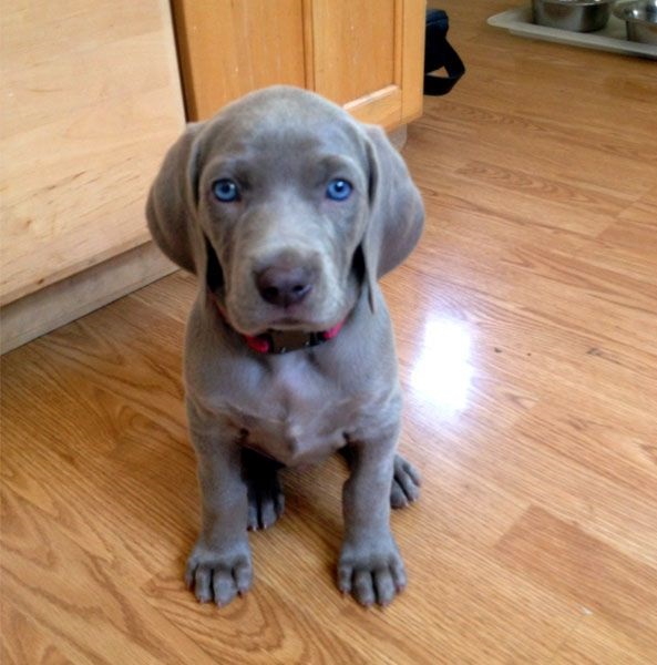 Beautiful Weimaraner puppies for sale Image eClassifieds4u