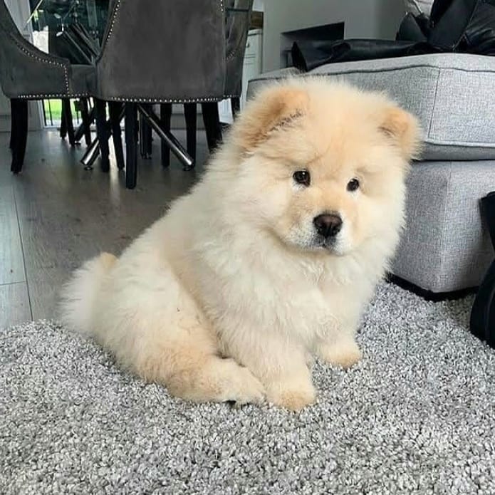 chow chow puppies for adoption(ceva41016@gmail.com) Image eClassifieds4u