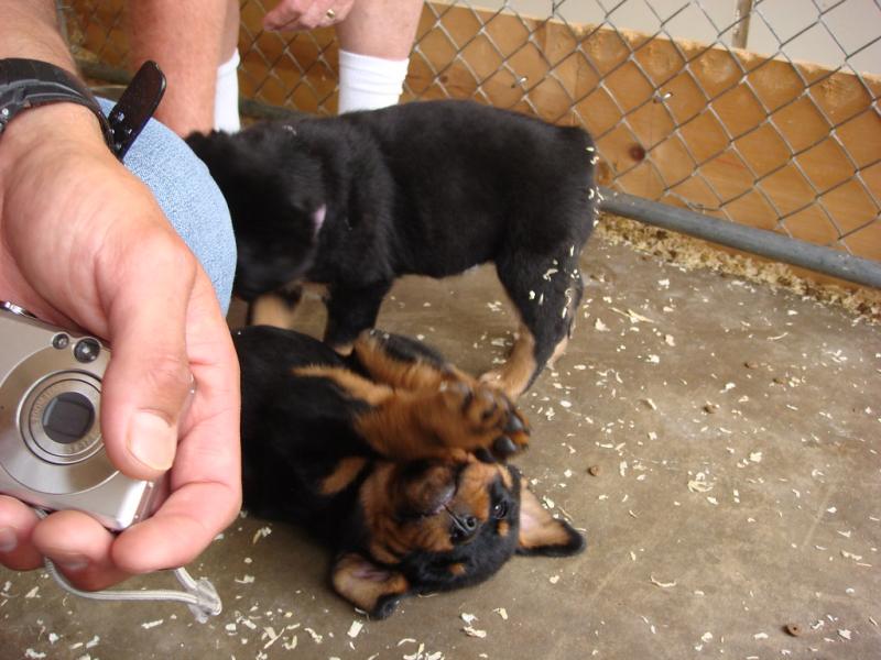 Healthy Rottweiler puppies for sale Image eClassifieds4u