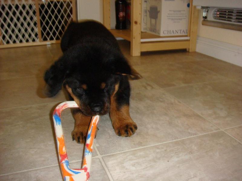 Healthy Rottweiler puppies for sale. Image eClassifieds4u