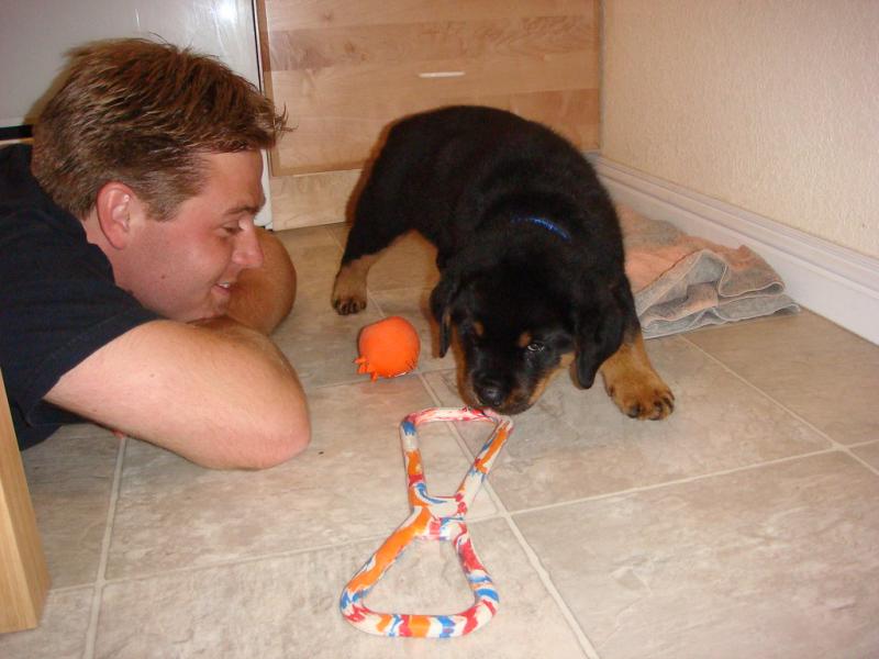 Healthy Rottweiler puppies for sale. Image eClassifieds4u