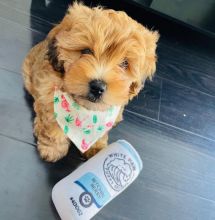 🟥🍁🟥 HYPOALLERGENIC LHASA APSO PUPPIES 🐶🐶 SEEKING A GOOD HOME🟥🍁🟥 Image eClassifieds4u 3