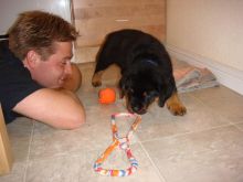 Healthy Rottweiler puppies for sale Image eClassifieds4U