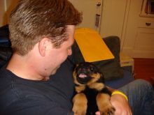 Healthy Rottweiler puppies for sale Image eClassifieds4U