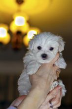 Maltese puppies available Image eClassifieds4U