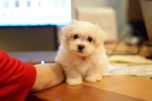 Maltese puppies available Image eClassifieds4U
