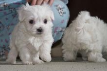 Maltese puppies available Image eClassifieds4U