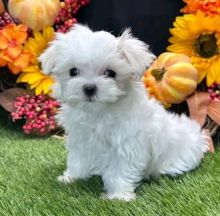 Maltese puppies for adoption(cynthiamorgan1132@gmail.com) Image eClassifieds4U