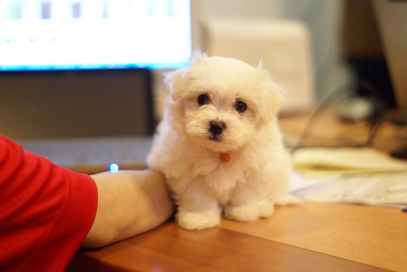 Maltese puppies available Image eClassifieds4u