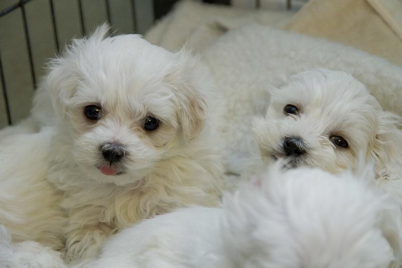 Maltese puppies available Image eClassifieds4u