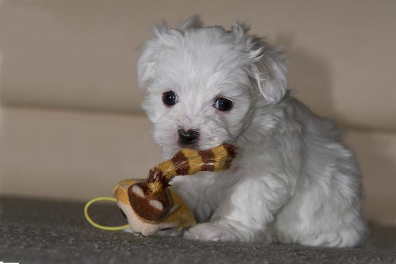 Maltese puppies available Image eClassifieds4u